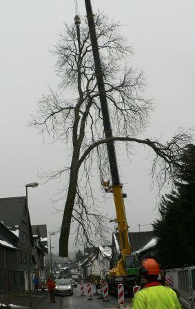 Baumfällung mit Unterstützung durch einen Autokran.