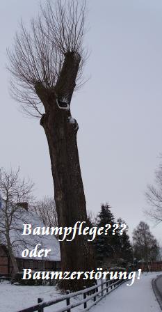 zerstörter Baum