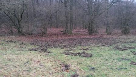 Wildschaden vorher