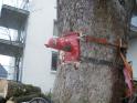 Baumfaellung011