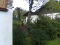 Baumfaellung018